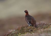 Red Grouse 7x5 1